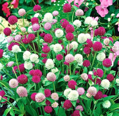 STARKC Globe Amaranth - Bachelor's Button Flower Seed(80 per packet)