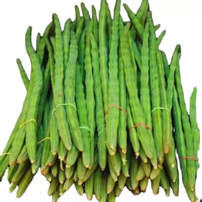 RSLT Green Drumstick/Moringa Oleifera Vegetable Seed(100 per packet)