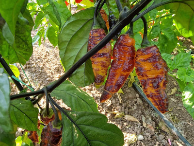 Biosnyg Heirloom Hallows Eve Chilli Seeds For Gardening-(4000 Seeds) Seed(4000 per packet)