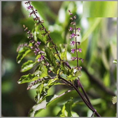 KNESSiN Krishna Black Holy Basil Selected Tulsi-{2000 Seeds} Seed(2000 per packet)