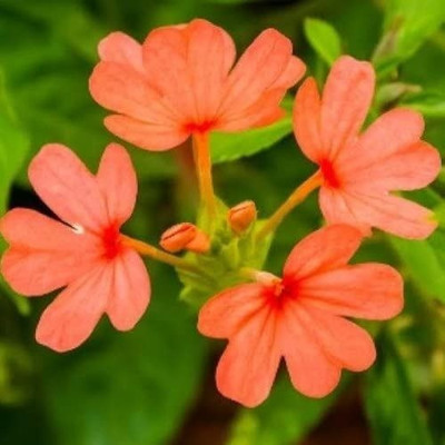 MAA Marigold Double White Seed(75 per packet)