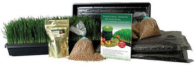 WILLVINE Red Wheat Berries (Sprouting for Wheatgrass)-[10000 Seeds] Seed(10000 per packet)
