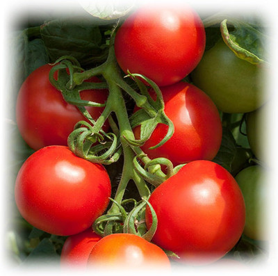 Biosnyg Fast Growing Cocktail Crush Tomato Vegetable Seeds For Gardening - (1000 Seeds) Seed(100 per packet)