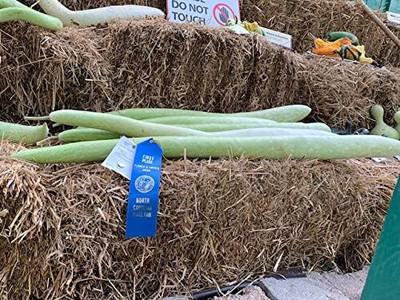Qualtivate RES-1A Snake Gourd, Serpente di Sicilia Seed(25 per packet)