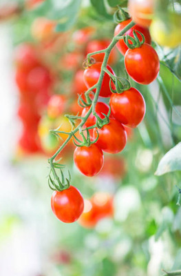 ZIFR tomato Seed(55 per packet)