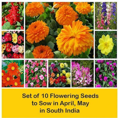 WILLVINE Set of 10 Flowering Seeds to Sow in April, May in South India Seed(300 per packet)