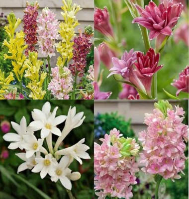 ibains Tuberose flower bulbs seed high fragrance seeds plant biij 18 Seed(18 per packet)