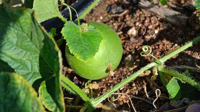 WILLVINE NBIR-451 Vine Peach Yellow Musk Melon Seeds Seed(200 per packet)
