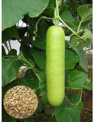 SEMINA VITA bottle gourd sorekai lau seed Seed(8 per packet)