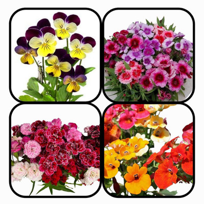 CYBEXIS Combo Pack Of 4 FLOWER Seeds Seed(10 g)