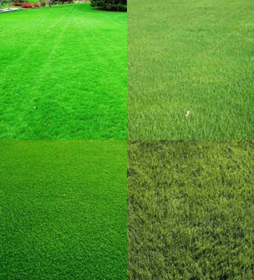 ibains Mexican carpet grass seeds for lawn biij 4500 Seed(4500 per packet)