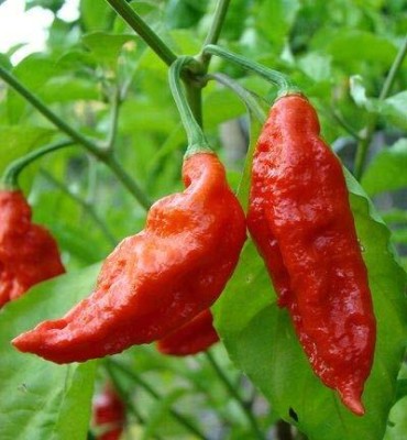 Lorvox Bhoot Jholkia NAGA Chilli Ghost Peeper Seed(700 per packet)