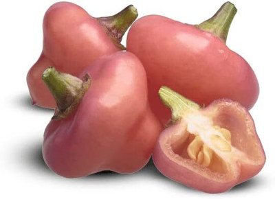 Qualtivate PUA-8A Cheiro Roxa Pepper Seed(300 per packet)