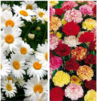 LPR MIX COMBO, FLOWER COMBOO Seed(20 per packet)