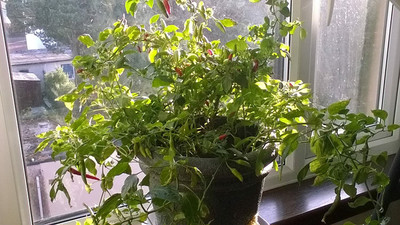 CYBEXIS Thai Birds eye Chilli Seeds600 Seeds Seed(600 per packet)