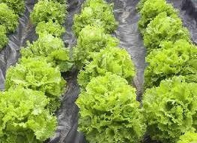 Clint ARCTIC CRISP LETTUCE ICE-BERG-LETTUCE SEEDS & PLANT Seed(30 per packet)