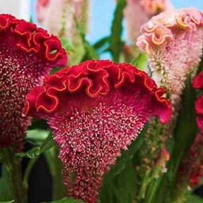 Lorvox HYBRID SEEDS COCKSCOMB Seed(18 per packet)