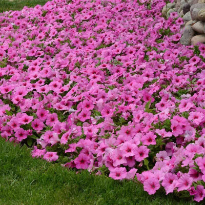 CYBEXIS Petunia Seeds - Easy Wave Pink Seeds Seed(50 per packet)