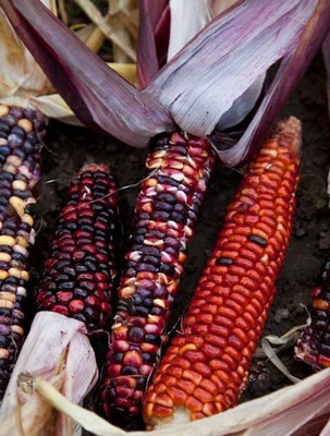 VibeX ® XLR-165 Seneca Red Stalker Ornamental Corn Seed(500 per packet)