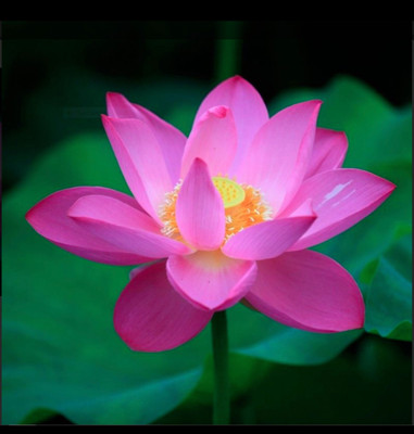 ROSEMERC Beautiful red lotus flower seeds ( 10 per packet ) Seed(10 per packet)