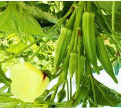 greenfarm NXC- Okra Seeds / Ladyfinger Seeds / Organic, 140 X Seeds , iih29 Seed(140 per packet)