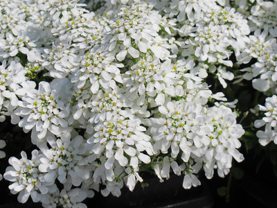 CEZIUS ‘Snow Cone’ Candytuft Seed(60 per packet)