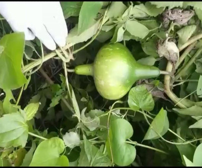 Cloud Farm Fresh Bootle Gourd (lokki) Vegetable Seed(100 per packet)