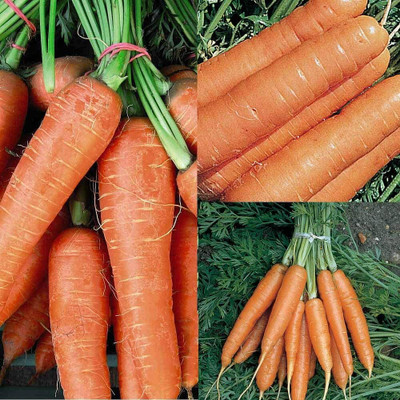 DROXTY CARROT Seed(225 per packet)