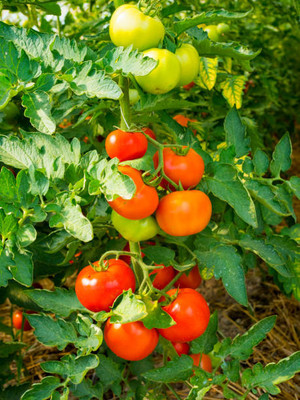 Shiv Shakti Ent tomato Seed(60 per packet)
