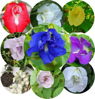 Greenfall Aparajita Flower Seeds, Mixed Colors, ButterflyPea (26 Per Packet) Seed(20 per packet)