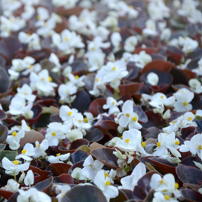 CYBEXIS PAU-11 - Wax Begonia Semperflorens White Plant - (270 Seeds) Seed(270 per packet)