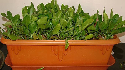 KANAYA Spinach Seed(45 per packet)