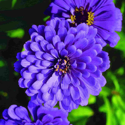Lorvox Zinnia Double Mixed Color Flower Seed(40 per packet)