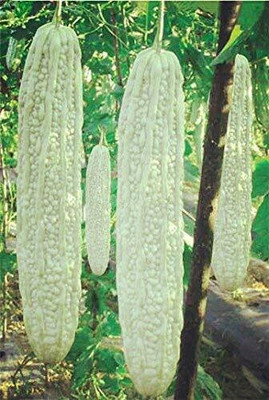 Cloud Farm Vegetable seed -Bitter Gourd - Karela Seeds F1 Hybrid Seed(26 per packet)