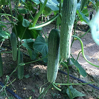 Qualtivate DXL-2AT Fresh Long Crisp Cucumber Seed(300 per packet)
