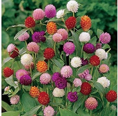 Qualtivate XLL-48 Gul-E Makhmal Gomphrena Plant Garden Seeds Seed(50 per packet)