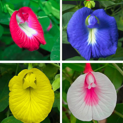 Greenfall Double Mixed Color Aparajita Seeds (20 Per Packet) Seed(20 per packet)