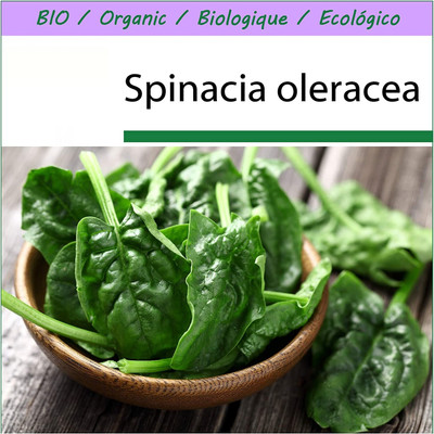 LPR SPINACH , PALAKH Seed(250 per packet)