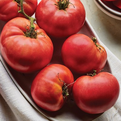 Quentova Delicious Tomato 10gm Seeds Seed(4000 per packet)