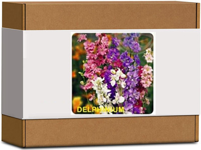 CYBEXIS Delphinium Flower Seeds400 Seeds Seed(400 per packet)