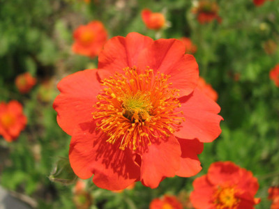 Hybrid Galaxy geum beautiful flower hybrid seeds 1-packet Seed(10 per packet)