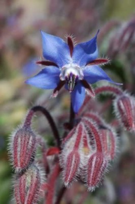 CYBEXIS VVI-21 - Borage - (1350 Seeds) Seed(1350 per packet)