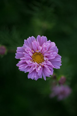 Dasstore COSMOS MULTIPLE COLOUR FLOWER SEED (PACK OF 35+) Seed(20 per packet)