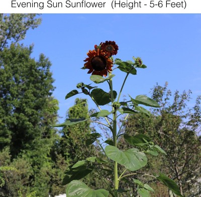 VibeX KGF -3 - Evening Sun Sunflower Flower Starter Kit - (150 Seeds) Seed(150 per packet)