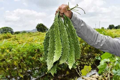 XOLDAA F1 BEST QUALITY BITTER GOURD SEEDS Seed(11 per packet)