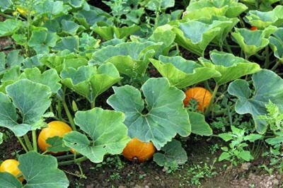 Aywal Pumpkin F1 Hybrid Seed(90 per packet)