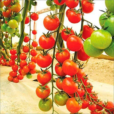 Qualtivate RES-2A Red Tomato Indeterminate Non GMO Seed(300 per packet)