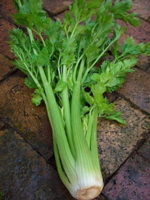 CYBEXIS XLR-23 - Chinese Celery - (250 Seeds) Seed(250 per packet)