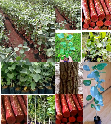 ibains Red chandan seeds beez 13 Seed(13 per packet)
