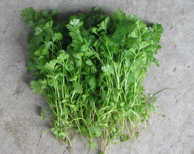 CYBEXIS ATS-33 - Cruiser Cilantro - (2250 Seeds) Seed(2250 per packet)